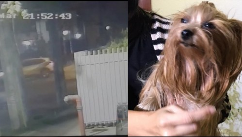 Madre e hija son encañonadas para quitarles su mascota en Ñuñoa: denuncian ola de robos