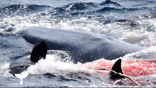 'Batalla del reino animal': video registra cómo ballena azul es devorada por 70 orcas