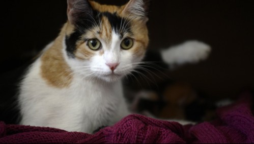 Retiran del mercado comida de gatos que genera problema de salud a los animales