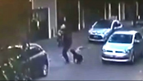 Video registra ataque de perro pitbull a hombre que paseaba a su mascota