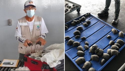 Detienen a policía tras rescate de 185 tortugas bebés envueltas como 'recuerdos' en una maleta