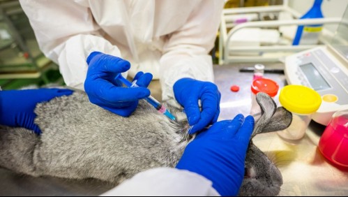 Rusia aprueba la primera vacuna contra el coronavirus para ser usada en animales