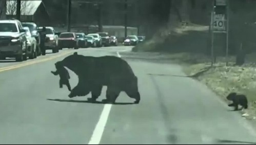 [VIDEO] Osos traviesos bloquean carretera en Estados Unidos: Madre tuvo que ayudarlos a cruzar