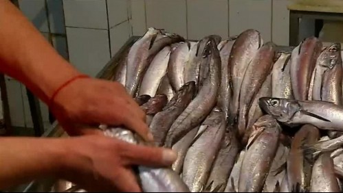 Mafia de la pesca: El negocio ilegal de la merluza