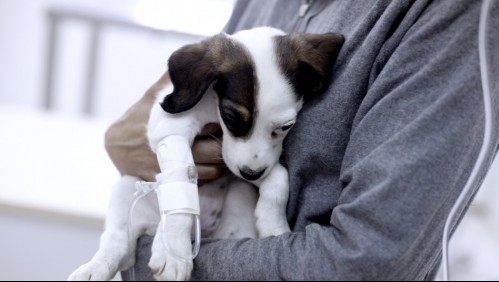 Proponen permisos de desplazamiento por urgencias médicas veterinarias durante las cuarentenas