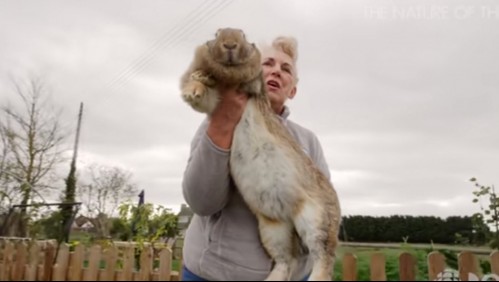 Ofrecen casi $1 millón de recompensa: roban el 'conejo más grande del mundo'