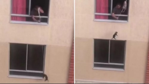 Indignación por video de hombre que amarró del cuello a perro para 'pasearlo' desde segundo piso