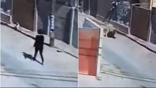 Mujer es mordida por dos perros en plena calle en Copiapó: Dueños de los canes son formalizados