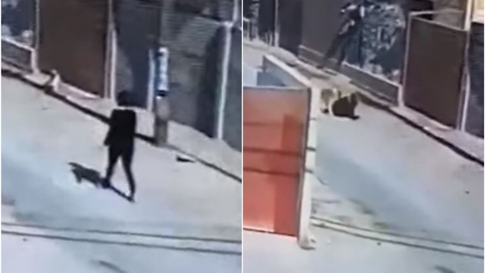 Mujer es mordida por dos perros en plena calle en Copiapó: Dueños de los canes son formalizados Mujer es mordida por dos perros en plena calle en Copiapó: Dueños de los canes son formalizados