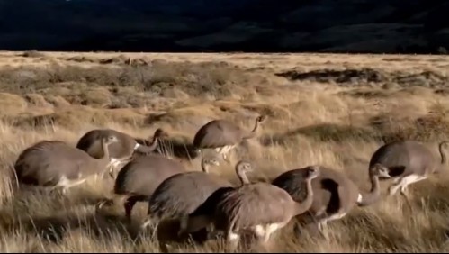 Liberan 14 ñandúes a su hábitat natural en la Patagonia chilena