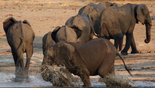 Elefantes mataron a hombre que supuestamente cazaba a rinocerontes en Sudáfrica