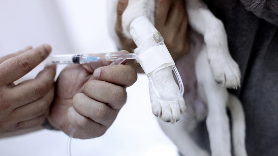 ¿Es peligrosa para los humanos la vacuna contra el coronavirus usada en perros? ¿Es peligrosa para los humanos la vacuna contra el coronavirus usada en perros?