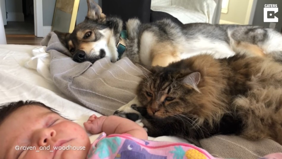 Tres no son multitud: Niña crece con un perro y un gato forjando un vínculo muy especial Tres no son multitud: Niña crece con un perro y un gato forjando un vínculo muy especial