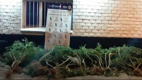 Joven muere electrocutado al salvar a niño que entró a su plantación de marihuana electrificada