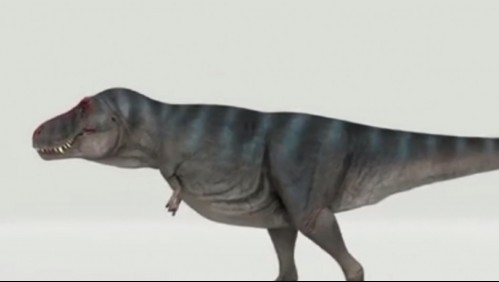 La verdadera identidad física de los tiranosaurios rex: Tenían filoplumas de colores