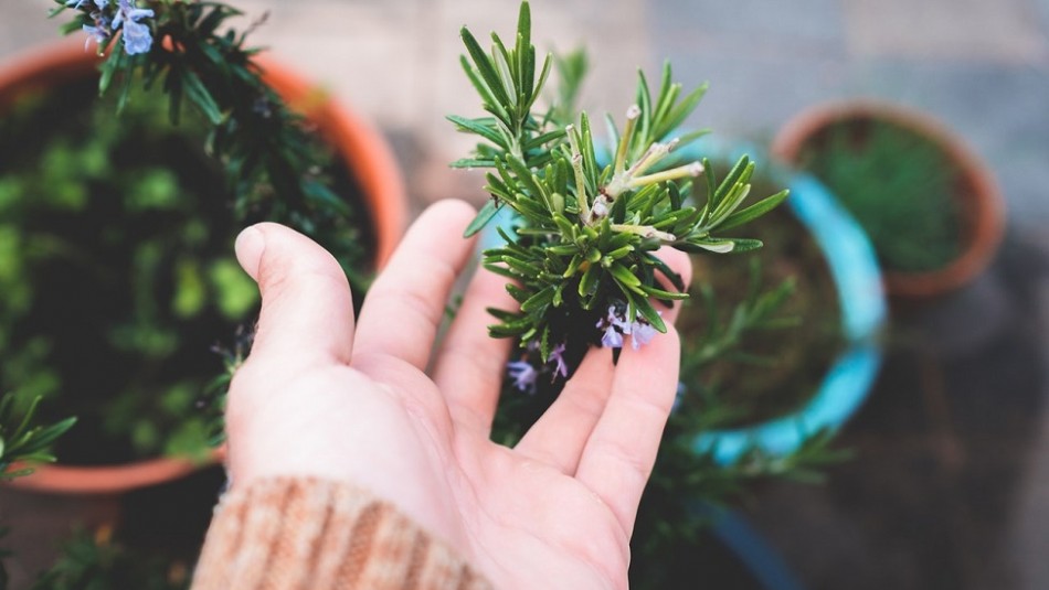 Gastritis: Cinco plantas medicinales pueden ayudarte a prevenir esta afección Gastritis: Cinco plantas medicinales pueden ayudarte a prevenir esta afección