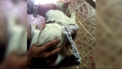 Con 'Narco Gato' ingresan marihuana, crack y cocaína a penal: amarraron la droga al animal