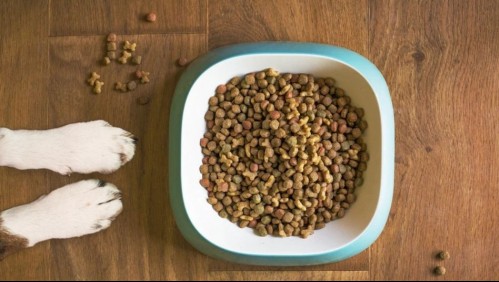 Alimentos para perros ¿Cómo se elige el mejor para tu mascota?