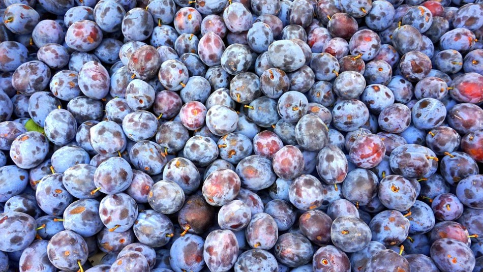 No solo ayuda a la digestión: Los 10 mejores beneficios de comer ciruelas No solo ayuda a la digestión: Los 10 mejores beneficios de comer ciruelas