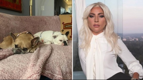 Arrestada mujer que entregó perros de Lady Gaga: Es pareja del papá de uno de los secuestradores