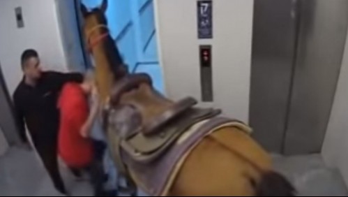 Video capta a sujetos subiendo un caballo a un lujoso ascensor: 'No podía dejarlo afuera'