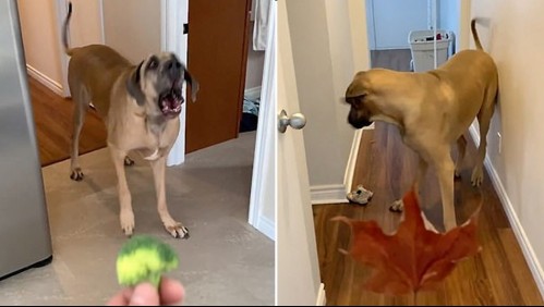 Compran un perro gigantesco para que cuide su casa, pero le teme a todo: Lo llaman 'Scooby Doo'