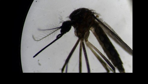 Mosquitos 'autodestructivos': el nuevo proyecto respaldado por Bill Gates que genera polémica