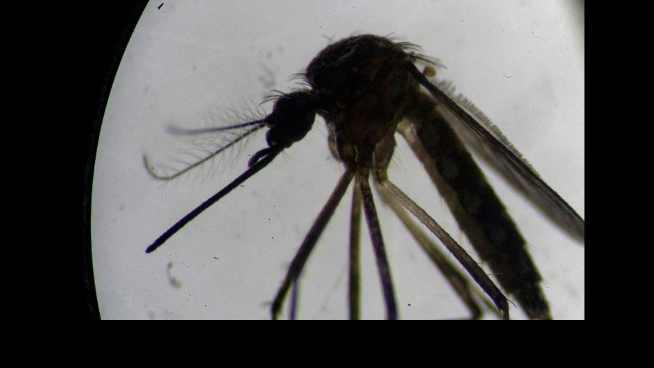 Mosquitos Mosquitos