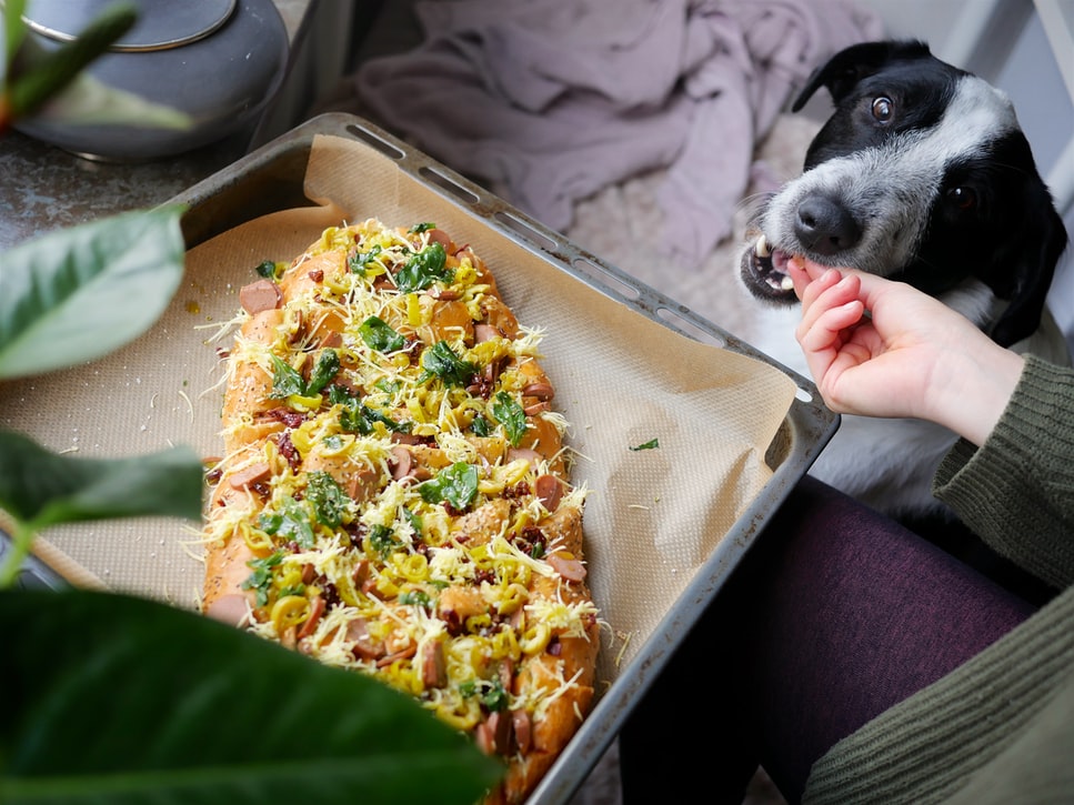 Un perro comiendo pizza