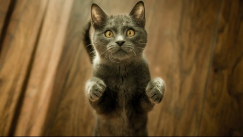 La fórmula para elegir el nombre perfecto para tu gato