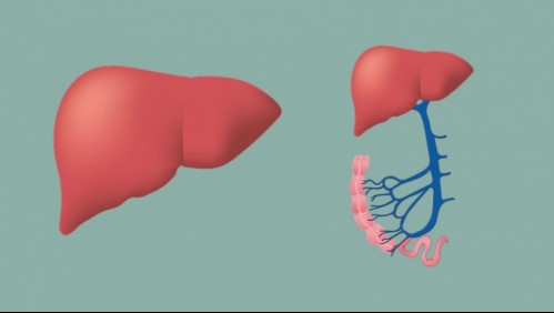 Hepatitis B: Cuáles son los síntomas y cómo se puede evitar
