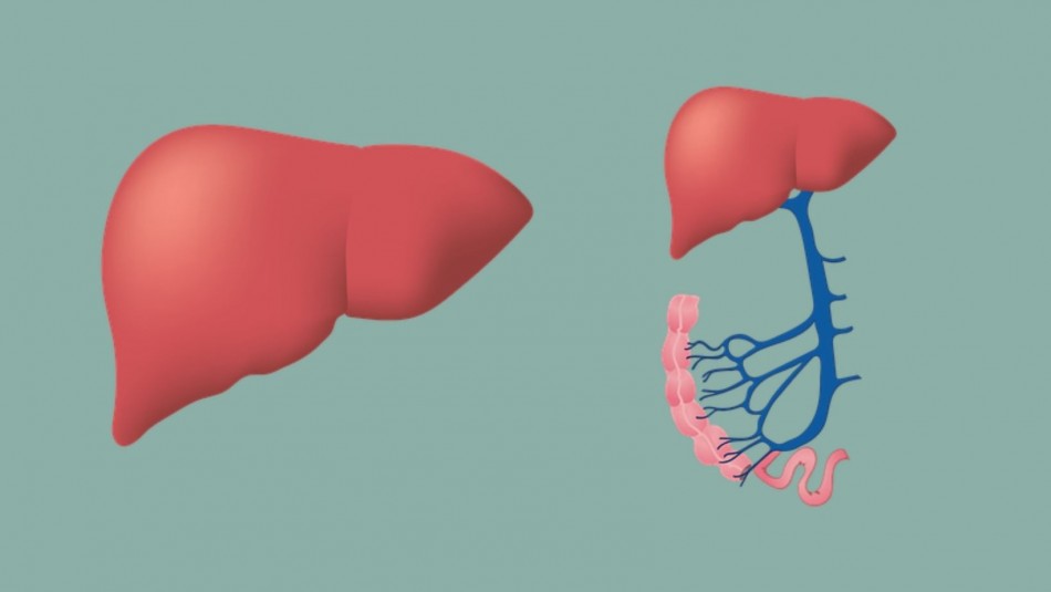 Hepatitis B: Cuáles son los síntomas y cómo se puede evitar Hepatitis B: Cuáles son los síntomas y cómo se puede evitar