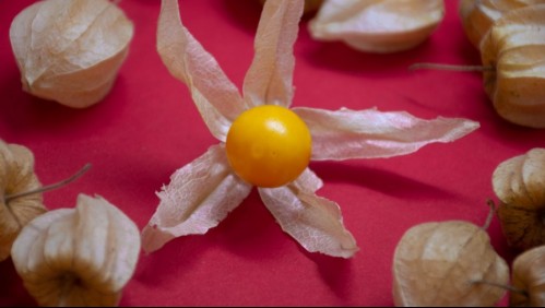 Antiinflamatorio natural: Conoce los beneficios del Golden Berry