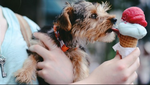 10 comidas para humanos que jamás debes compartir con tu perro