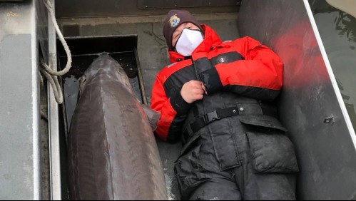 'Monstruo de río de la vida real': Encuentran pez gigante de más de 100 años de edad