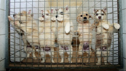 Algunos muertos por asfixia: macabro hallazgo de cajas sorpresa con mascotas dentro en China