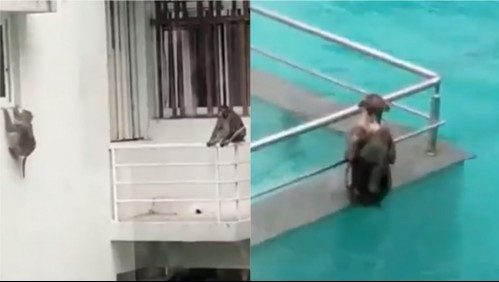 Pandemia en India: Videos registran grupo de monos adueñándose de hoteles de lujo