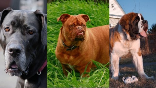 ¡Son gigantes! Conoce a los 10 perros más grandes del mundo