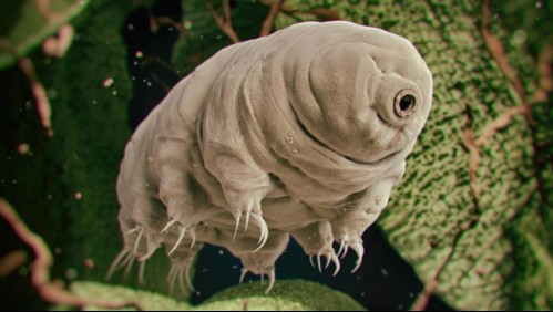 Tardígrados: El ser vivo casi indestructible