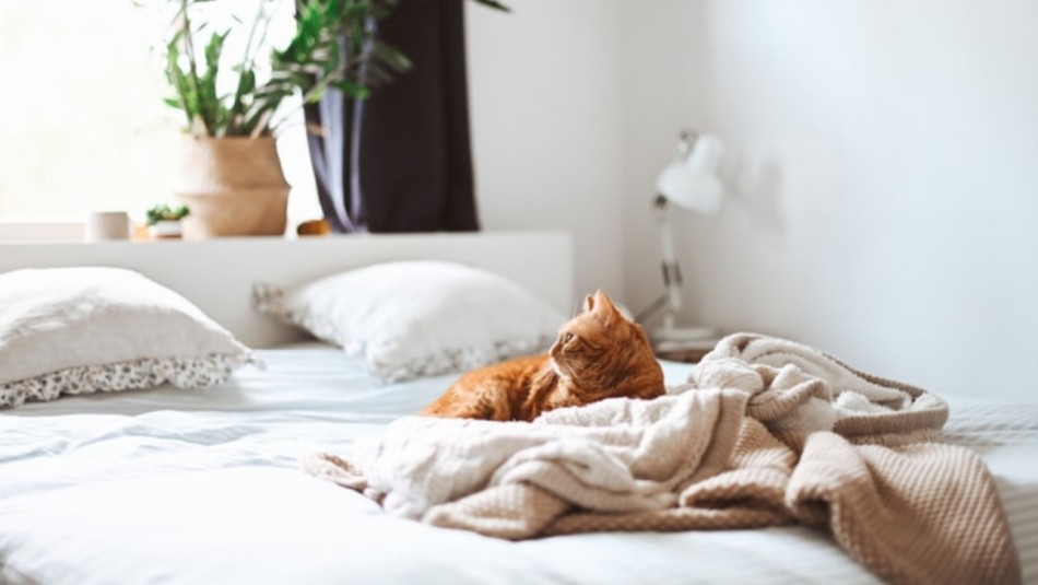¿Qué tan limpia está tu cama?: 7 piezas que debes lavar más seguido de lo que piensas ¿Qué tan limpia está tu cama?: 7 piezas que debes lavar más seguido de lo que piensas