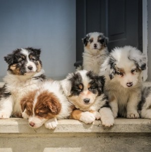 Qué hacer y qué no hacer: La guía definitiva para el cuidado de cachorros Qué hacer y qué no hacer: La guía definitiva para el cuidado de cachorros