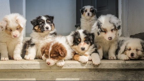 Qué hacer y qué no hacer: La guía definitiva para el cuidado de cachorros