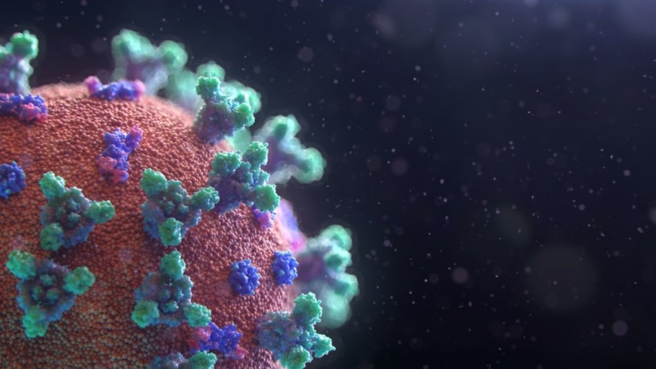 Nuevo estudio determina que los anticuerpos del coronavirus durarían ocho meses