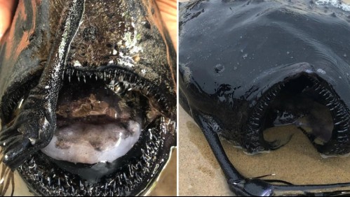 Caminaba por la playa y se encuentra con un monstruoso pez que vive en lo más profundo del mar