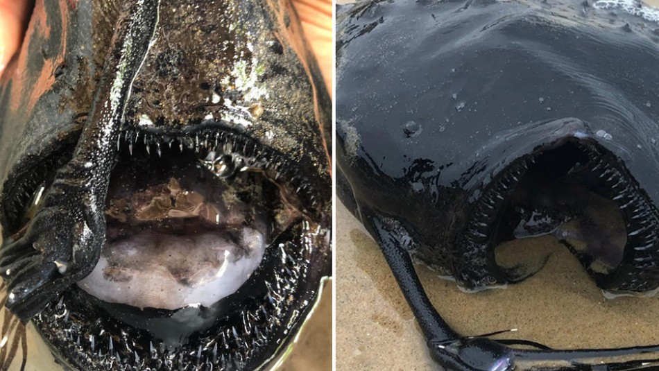 Caminaba por la playa y se encuentra con un monstruoso pez que vive en lo más profundo del mar Caminaba por la playa y se encuentra con un monstruoso pez que vive en lo más profundo del mar