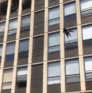 Video muestra a gato que se lanza al vacío para escapar de un edificio en llamas Video muestra a gato que se lanza al vacío para escapar de un edificio en llamas