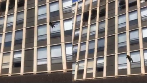 Video muestra a gato que se lanza al vacío para escapar de un edificio en llamas