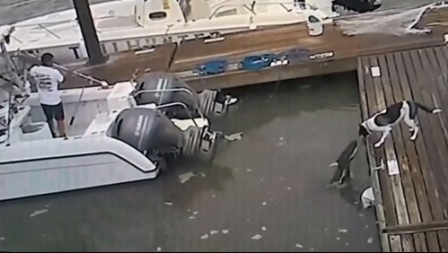 Perro lucha contra cocodrilo de 2 metros que salta del agua: así fue la insólita pelea