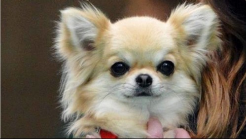 Perro chihuahua arriesga pena de muerte por morder a una vendedora en Inglaterra