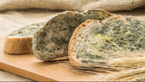 Estos son los peligros de comer un pan con hongos